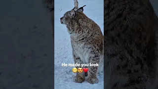 Beautiful lynx in winter habitats 😁❤️