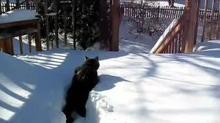 Cat jumps into large pile of snow