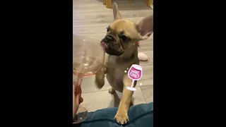 Angry French Bulldog Puppy throws tantrum for not having wine