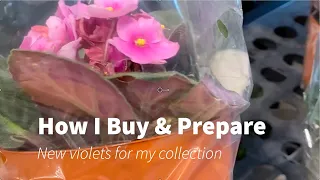African violet tips- Buying and preparing new violets
