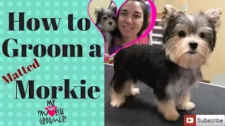 How to groom a Morkie Puppy