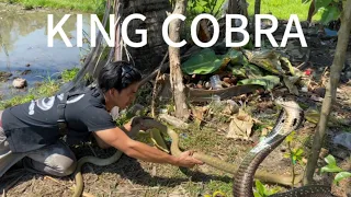 IBA’T IBANG AHAS AT MALAKING KING COBRA!