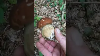 Boletus reticulatus,piccoli porcini08/23#shorts #new #forest #nature #boletus #porcini #funghi #wild