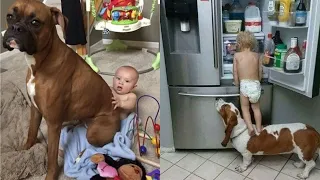 Funny Animals Trolling Babies and Kids  Funny Babies and Pets Compilation