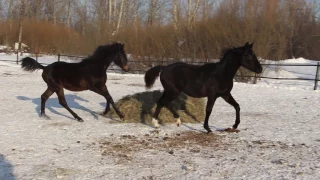 Рагдай чорный Рагнар гнедой