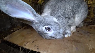 PASTEURELLOSIS RABBIT - UNCOMPROMISING KILLER (SYMPTOMS, COURSE OF THE DISEASE)