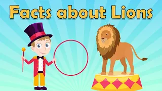 Facts about Lions for Kids | Lion Facts for Kids | Fun Facts about Lions | Lion Facts | Animal Facts