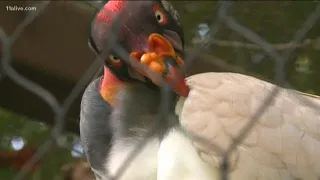 Into the wild at Zoo Atlanta: Meet the King Vulture