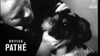 Russia's Space Flight Dogs On Show (1966)