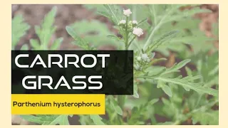 All about Santa Maria Feverfew (parthenium hysterophorus,carrot grass) including its uses and harms