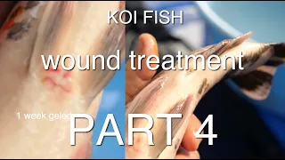 Wound treatment | KOI Fish part 4