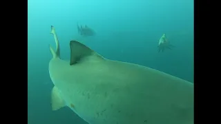 Dive 7 14 19 Caribsea Wreck, Cape Lookout, NC,  Hanging with Sand Tigers