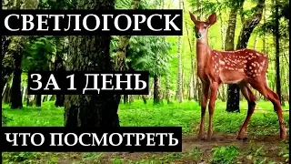 СВЕТЛОГОРСК ЗА 1 ДЕНЬ: что посмотреть, достопримечательности, отдых в Калининградской области