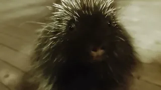 Quilbert the Talking Porcupine