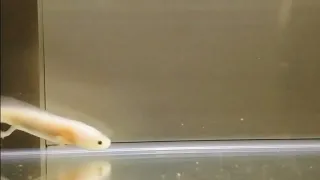 Acquario cucciolo Axolotl Leucistico - info in descrizione