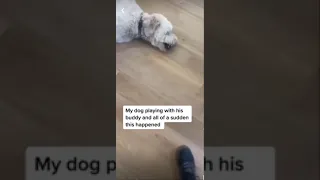 DOG HAVING SEIZURES