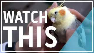 Cockatiel Care - WATCH THIS BEFORE BUYING