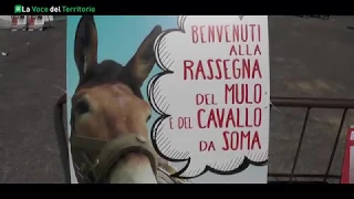 40esima Rassegna del Mulo e del Cavallo da Soma - Fratticiola Selvatica 20072019