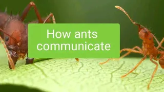 HOW DO ANTS COMMUNICATE?  #ants #antkeeping