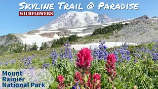 Skyline Trail Loop in Wildflower Season, Paradise, Mt. Rainier, WA, USA