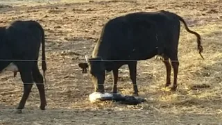 Cow Gives Birth