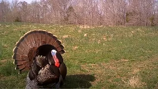 Gobblers Spitting and Drumming - Calling All Turkeys