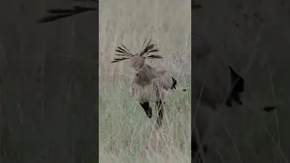 The Secretary Bird’s Mysterious Name: Where Did it Come From?🤔#shorts #safari #travel #travelling