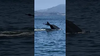 The sun does come out and when it does the Blue whales shine! 🐳☀️🐳☀️🐳 🎥 by @oceanluvr4ever