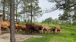 ASÍ FUE El TRASLADADO DEL RANCHO EL HORMIGUERO A SURUTATO 🌲🐄🐴🎥#ranchero95