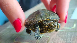 Бюджетное содержание болотной черепахи. Наш опыт