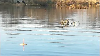 ЛОВЛЯ ЩУКИ 🦈 НА  КРУЖКИ ОСЕНЬЮ В КОРЯЖНИКЕ.