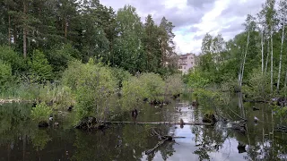 Пруд с утками Академгородок Новосибирск