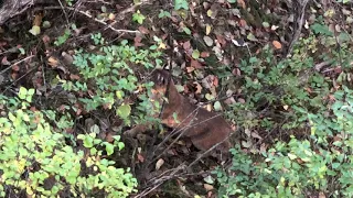 Michigan Bobcat