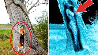 Police Dog Kept Barking At Tree Non Stop - WHAT THEY FOUND INSIDE SHOCKED EVERYONE