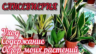 САНСЕВИЕРИИ /ОБЗОР МОИХ РАСТЕНИЙ