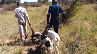 GREYHOUND DOGS 2023 HUNTING IN AFRICA p55