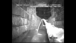 Sewer creature spotted by United Utilities sewer camera