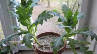 Indoor Poppy Gardening