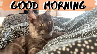 How My Kitten Wakes Me Up EVERY Morning