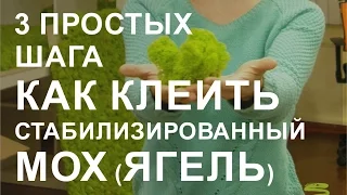 Мастер-класс Декорирование стабилизированным мхом от зеленыерадости.рф