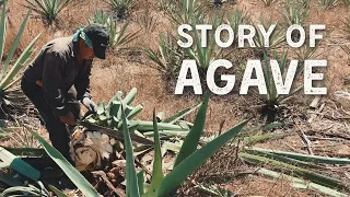 Story of Agave with Creador Agave Spirits