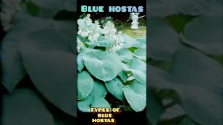 blue hostas plants #blue #plants #types #shorts #youtube #new