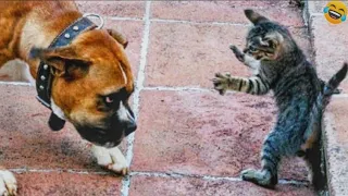 Funny ANIMALS videos😂Funniest CATS😹 and DOGS🐶 2024