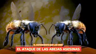 Las Abejas asesinas el experimento que las creó