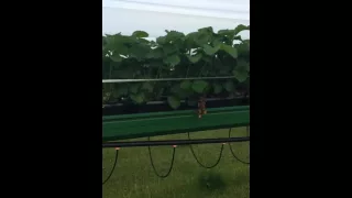 Outdoor Tabletop Strawberry growing