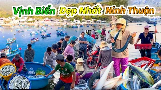 Làng Chài Vĩnh Hy Vào Mùa Hải Sản | Vườn Nho Thái An Nổi Tiếng Ninh Thuận