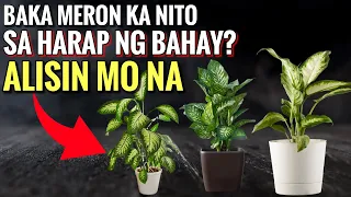 11 Halaman na Delikado sa Harap ng Bahay