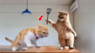 30 Mins Of Cats And Dogs 2023 🐱🐶 Funniest Animals 2023