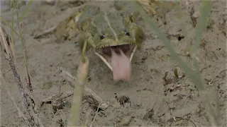 Frosch springt nach Fliege / Frog jumps after fly