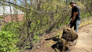 100 yards of SIDEWALK REVEALED!! “Owners” neglect CALLED OUT!